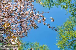 تایل سقفی 60*60 آسمان مجازی بنی دکو مدل LX 5322