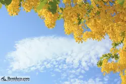 تایل سقفی 60*60 آسمان مجازی بنی دکو مدل LX 5318