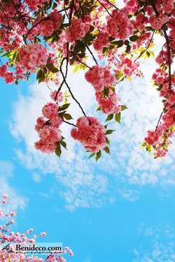 تایل سقفی 60*60 آسمان مجازی بنی دکو مدل LX 5317