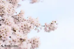 تایل سقفی 60*60 آسمان مجازی بنی دکو مدل LX 5315