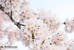 تایل سقفی 60*60 آسمان مجازی بنی دکو مدل LX 5313