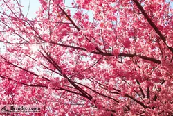 تایل سقفی 60*60 آسمان مجازی بنی دکو مدل LX 5305