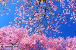 تایل سقفی 60*60 آسمان مجازی بنی دکو مدل LX 5295