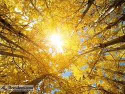 تایل سقفی 60*60 آسمان مجازی بنی دکو مدل LX 5286