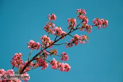 تایل سقفی 60*60 آسمان مجازی بنی دکو مدل LX 5283