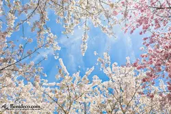 تایل سقفی 60*60 آسمان مجازی بنی دکو مدل LX 5278