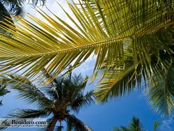 تایل سقفی 60*60 آسمان مجازی بنی دکو مدل LX 5251