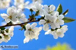 تایل سقفی 60*60 آسمان مجازی بنی دکو مدل LX 5249