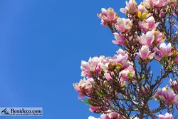 تایل سقفی 60*60 آسمان مجازی بنی دکو مدل LX 5248