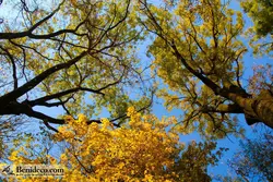 تایل سقفی 60*60 آسمان مجازی بنی دکو مدل LX 5244