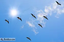 تایل سقفی 60*60 آسمان مجازی بنی دکو مدل LX 5243