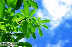 تایل سقفی 60*60 آسمان مجازی بنی دکو مدل LX 5242