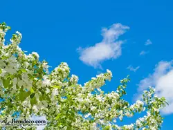 تایل سقفی 60*60 آسمان مجازی بنی دکو مدل LX 5238