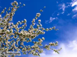 تایل سقفی 60*60 آسمان مجازی بنی دکو مدل LX 5236