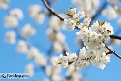 تایل سقفی 60*60 آسمان مجازی بنی دکو مدل LX 5270