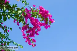 تایل سقفی 60*60 آسمان مجازی بنی دکو مدل LX 5261