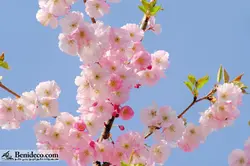 تایل سقفی 60*60 آسمان مجازی بنی دکو مدل LX 5258