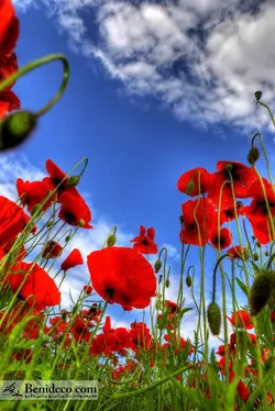 تایل سقفی 60*60 آسمان مجازی بنی دکو مدل LX 5233