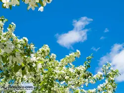 تایل سقفی 60*60 آسمان مجازی بنی دکو مدل LX 5228