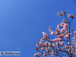 تایل سقفی 60*60 آسمان مجازی بنی دکو مدل LX 5226