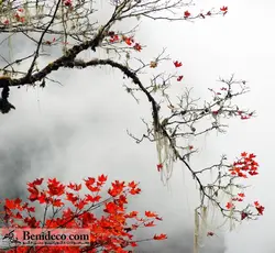 تایل سقفی 60*60 آسمان مجازی بنی دکو مدل LX 5225