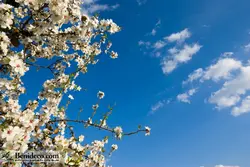 تایل سقفی 60*60 آسمان مجازی بنی دکو مدل LX 5221