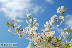 تایل سقفی 60*60 آسمان مجازی بنی دکو مدل LX 5219