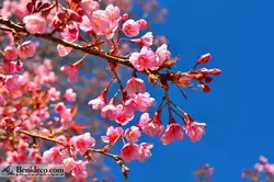 تایل سقفی 60*60 آسمان مجازی بنی دکو مدل LX 5216