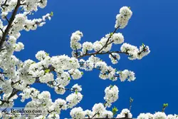 تایل سقفی 60*60 آسمان مجازی بنی دکو مدل LX 5186