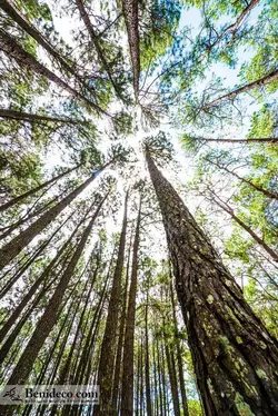 تایل سقفی 60*60 آسمان مجازی بنی دکو مدل LX 5174