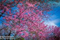 تایل سقفی 60*60 آسمان مجازی بنی دکو مدل LX 5165