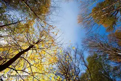 تایل سقفی 60*60 آسمان مجازی بنی دکو مدل LX 5164