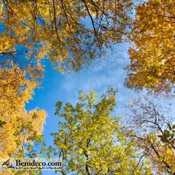 تایل سقفی 60*60 آسمان مجازی بنی دکو مدل LX 5162