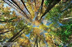 تایل سقفی 60*60 آسمان مجازی بنی دکو مدل LX 5160