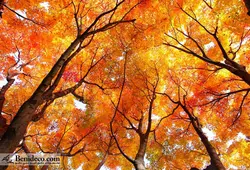 تایل سقفی 60*60 آسمان مجازی بنی دکو مدل LX 5159