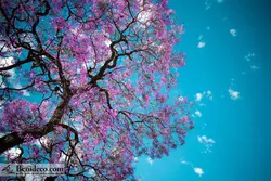 تایل سقفی 60*60 آسمان مجازی بنی دکو مدل LX 5157