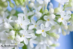 تایل سقفی 60*60 آسمان مجازی بنی دکو مدل LX 5155