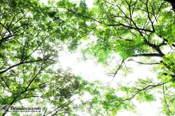 تایل سقفی 60*60 آسمان مجازی بنی دکو مدل LX 5154