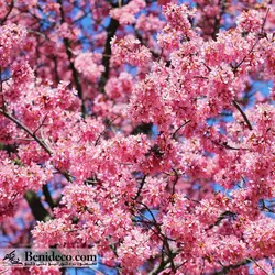 تایل سقفی 60*60 آسمان مجازی بنی دکو مدل LX 5215