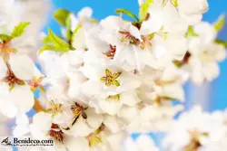 تایل سقفی 60*60 آسمان مجازی بنی دکو مدل LX 5212