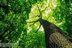 تایل سقفی 60*60 آسمان مجازی بنی دکو مدل LX 5211