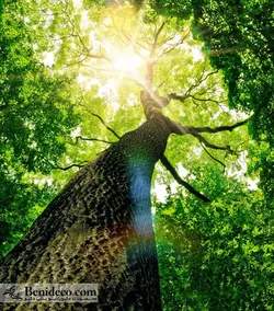 تایل سقفی 60*60 آسمان مجازی بنی دکو مدل LX 5210