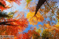 تایل سقفی 60*60 آسمان مجازی بنی دکو مدل LX 5147