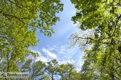 تایل سقفی 60*60 آسمان مجازی بنی دکو مدل LX 5190