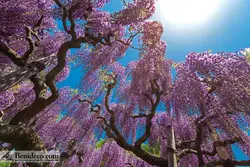 تایل سقفی 60*60 آسمان مجازی بنی دکو مدل LX 5189