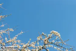 تایل سقفی 60*60 آسمان مجازی بنی دکو مدل LX 5188