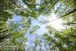 تایل سقفی 60*60 آسمان مجازی بنی دکو مدل LX 5145