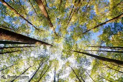 تایل سقفی 60*60 آسمان مجازی بنی دکو مدل LX 5140