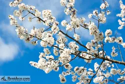 تایل سقفی 60*60 آسمان مجازی بنی دکو مدل LX 5136