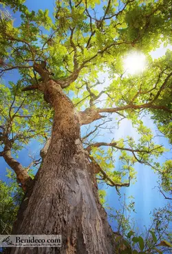 تایل سقفی 60*60 آسمان مجازی بنی دکو مدل LX 5133